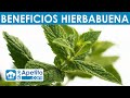 8 Propiedades y Beneficios de la Hierbabuena | QueApetito