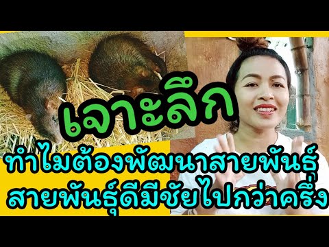 เจาะลึก การพัฒนาสายพันธุ์พ่อแม่พันธุ์หนูพุก ทำไมต้องพัฒนาสายพันธุ์ พ่อแม่พันธุ์ดีมีชัยไปกว่าครึ่ง
