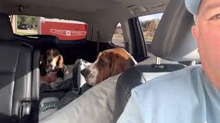 Bailey’s Bassets is Moving to North Carolina. by Bailey's Basset Hounds 139 views 1 year ago 18 seconds