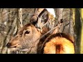 Глухая оленуха (благородный олень) || deaf red deer