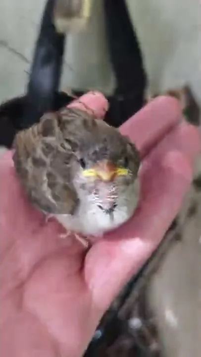 sparrows that I rescued