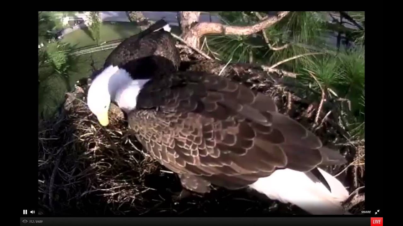 Southwest Florida Eagle Cam 11062012 NESTORATIONS YouTube