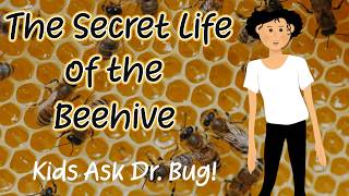 The Secret Life of a Beehive