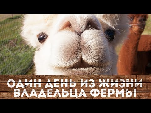 Видео: День стрижки альпак на ферме