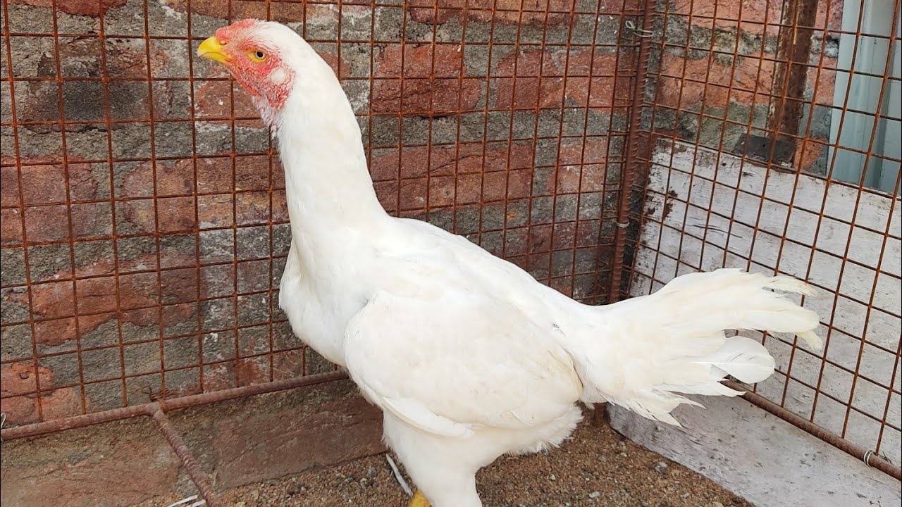 White Hen Available In Amberpet 