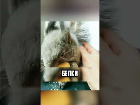 МУЖЧИНА СПАС БЕЛОЧКУ ОТ СОБАКИ🥺🙏