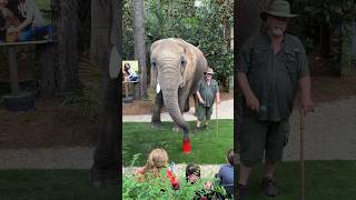 Elephant Takes A Big Sip ! #Shorts #Elephant #Myrtlebeachsafari