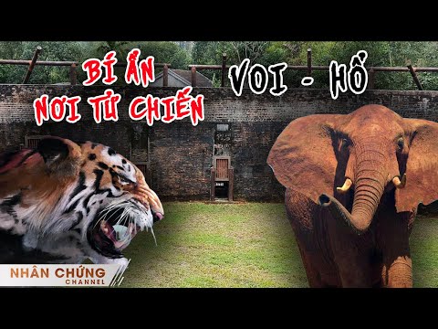 Video Bí ẩn đấu trường kỳ lạ nhất Việt Nam, nơi Chúa Tể Sơn... - youtube