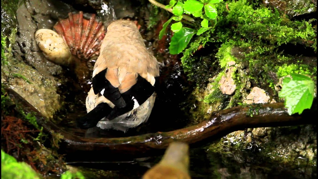 イカル幼鳥のおそるおそるの水浴び(山中湖ｶﾝﾄﾘｰﾀﾞｲｱﾘｰ) - YouTube Nagaimasato/♪BirdKun