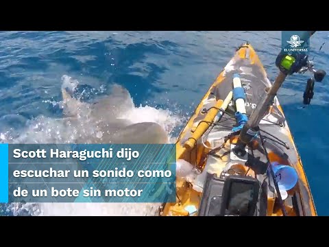 Video: ¿Un tiburón atacaría un kayak?