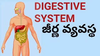 Digestive system in human body,in telugu,anatomy,SRINU PET CREATIONS,మానవ శరీరంలోని జీర్ణ వ్యవస్థ,