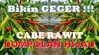 Bikin Geger ! ! ! Cabe Rawit Hijau Dompolan ORION HIJAU dari You Seed