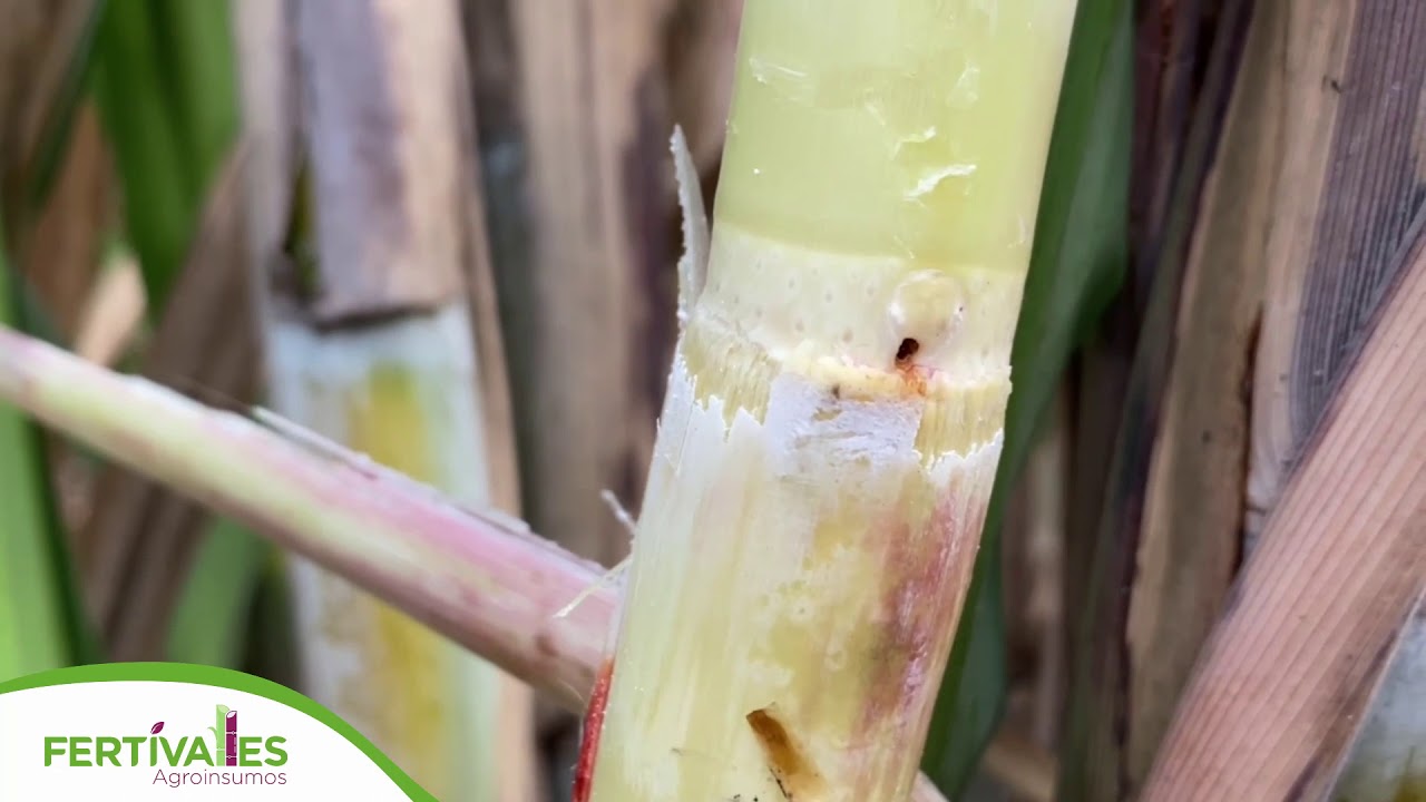 Gusano barrenador en caña de azúcar