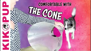 Teach your dog to be comfortable wearing a Cone