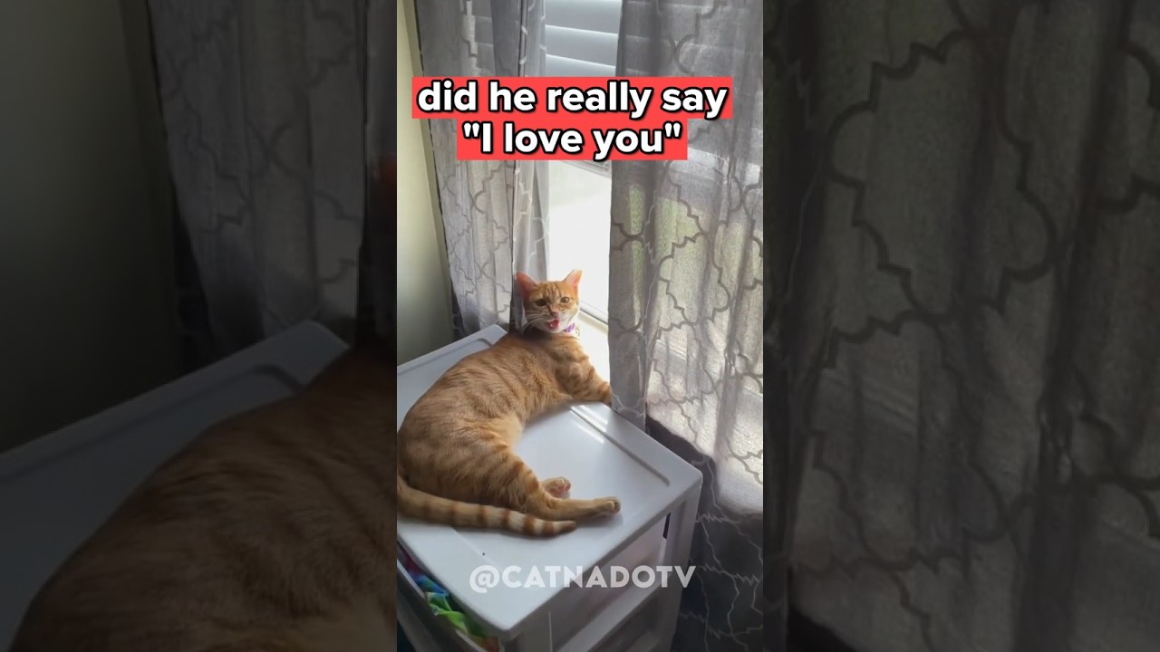 Cat says "I Love You" 🐈