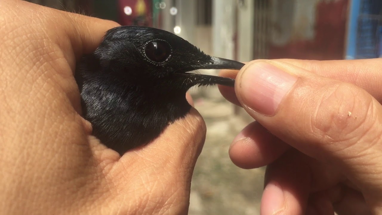 Cách chọn choè than bổi từ tiệm chim #Cachchonchoethanboi #Chiavoi #chonchoethanboi