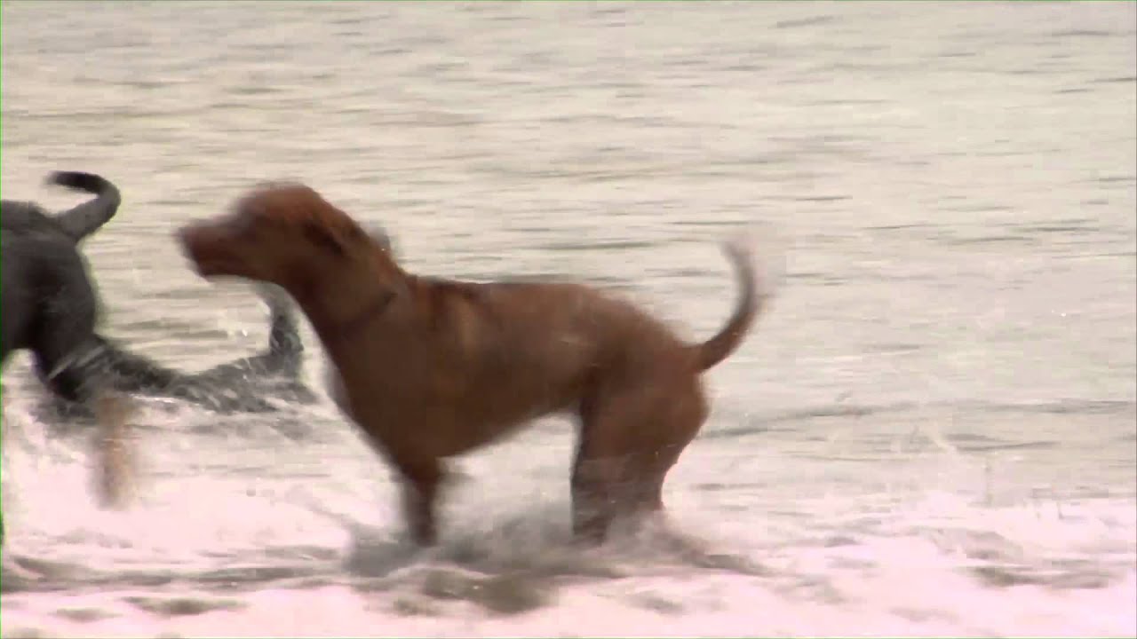 The 11 Best Dog Parks In San Francisco Sfist