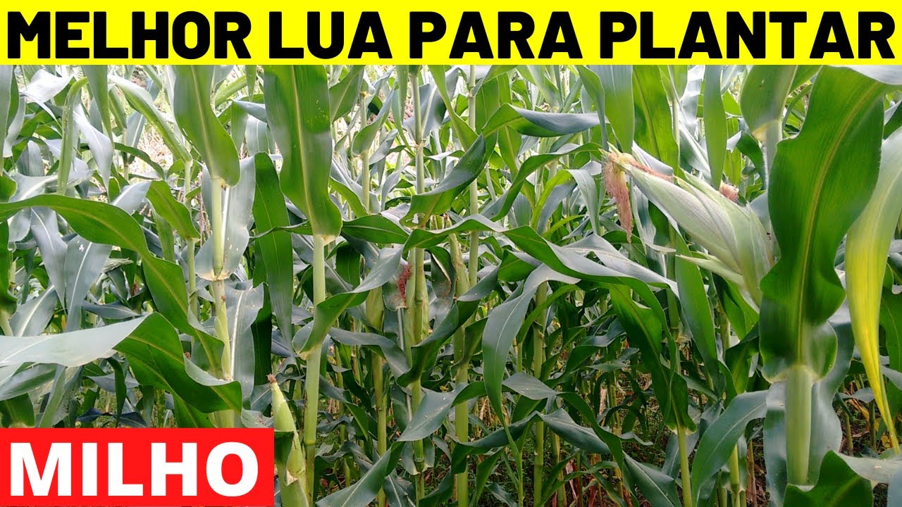 Qual a melhor lua para plantar milho - YouTube