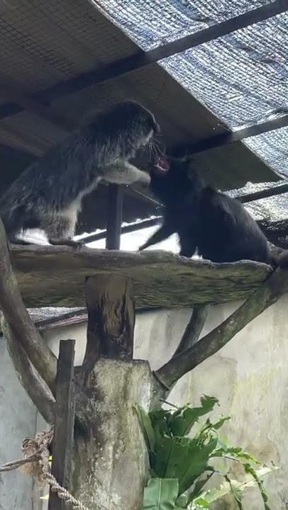 Binturong fighting like cats | Musang Binturong bergaduh | 熊狸打架 #shorts #binturong