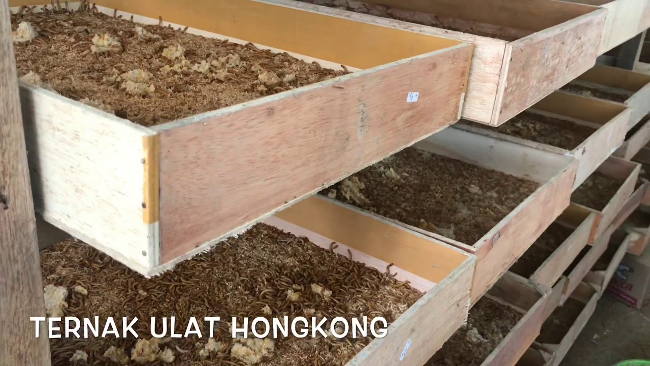 Ternak Ulat Hongkong 