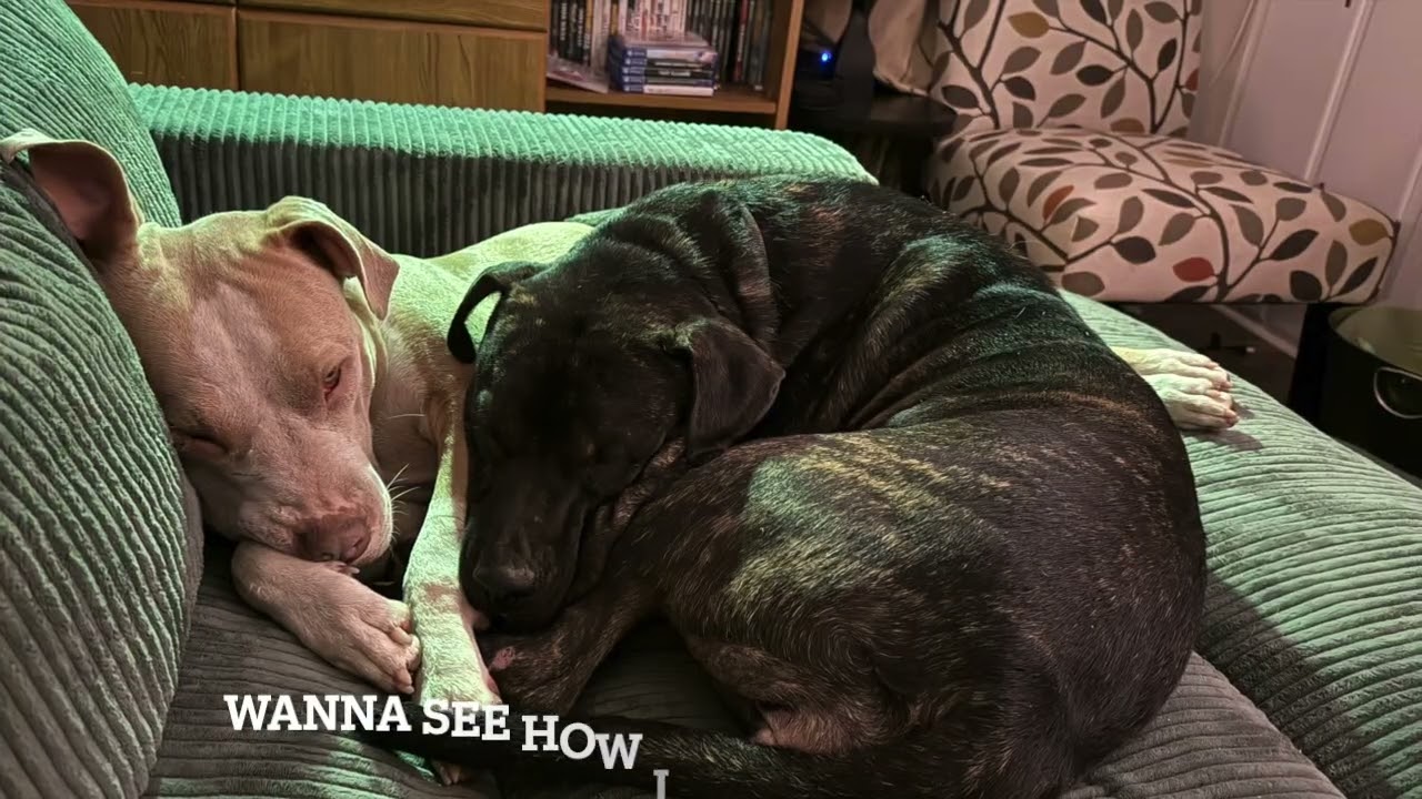 The Story of Star (262311)