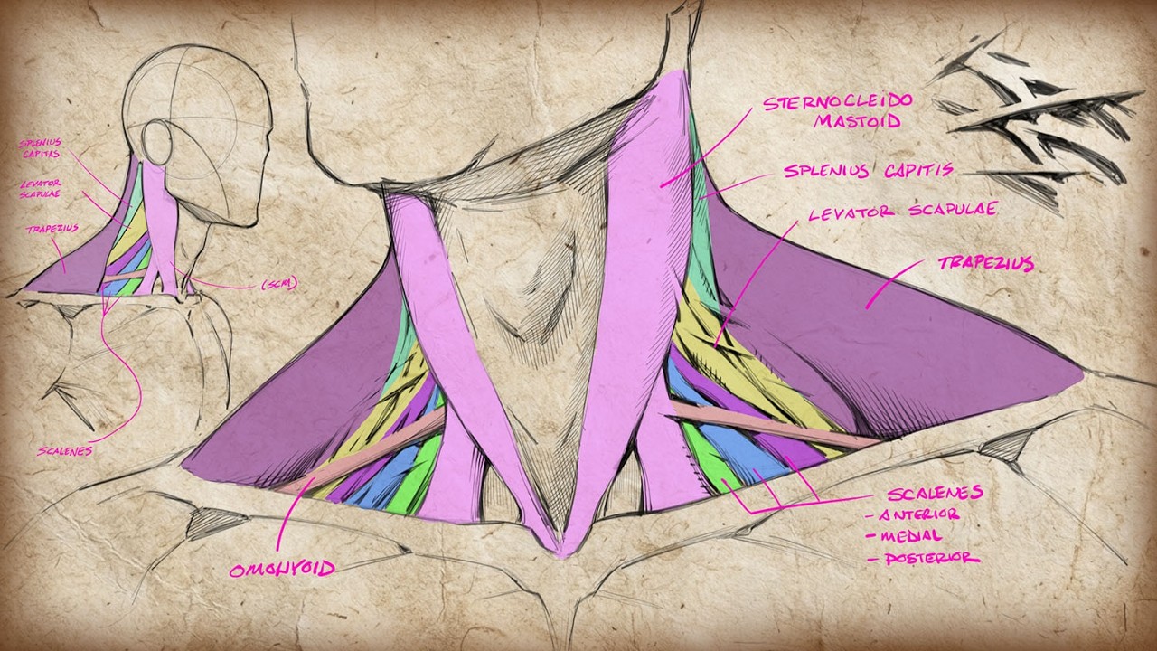 Drawing the Neck Anatomy - Simple Shapes to Rendering - YouTube