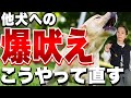 【吠え激減】他犬への興奮はこれで直ります