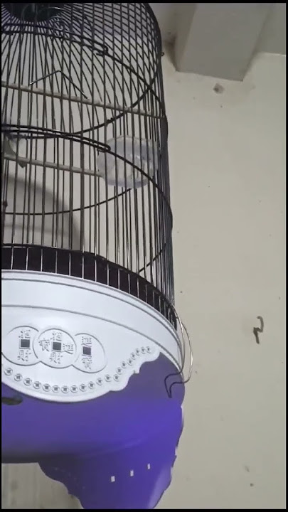 sogon isian cucak jenggot