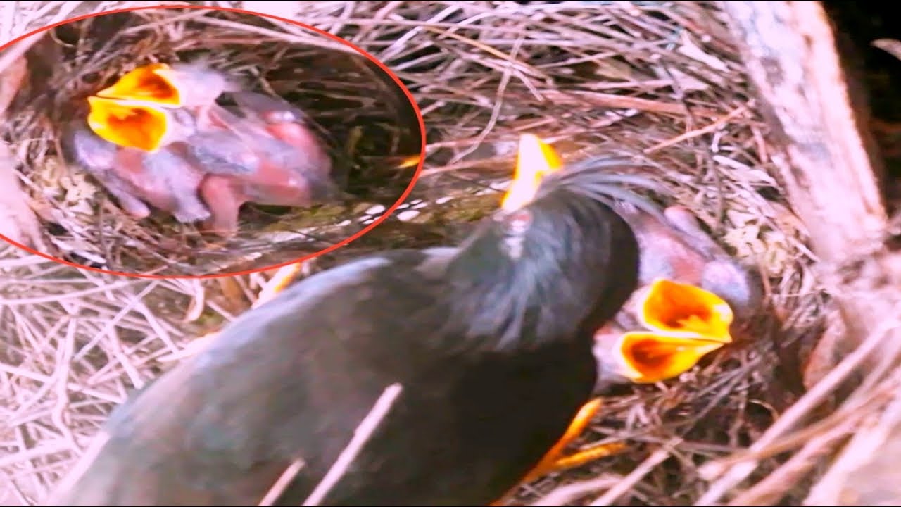 Mother bird Great myna Feed the baby & take care of the baby at the ...
