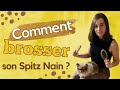  comment brosser mon spitz nain      100 pomeranian