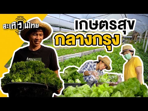 line เล่นวีดีโอไม่ได้ 2022 Update เกษตรสุขกลางกรุง : สะเทือนไทย