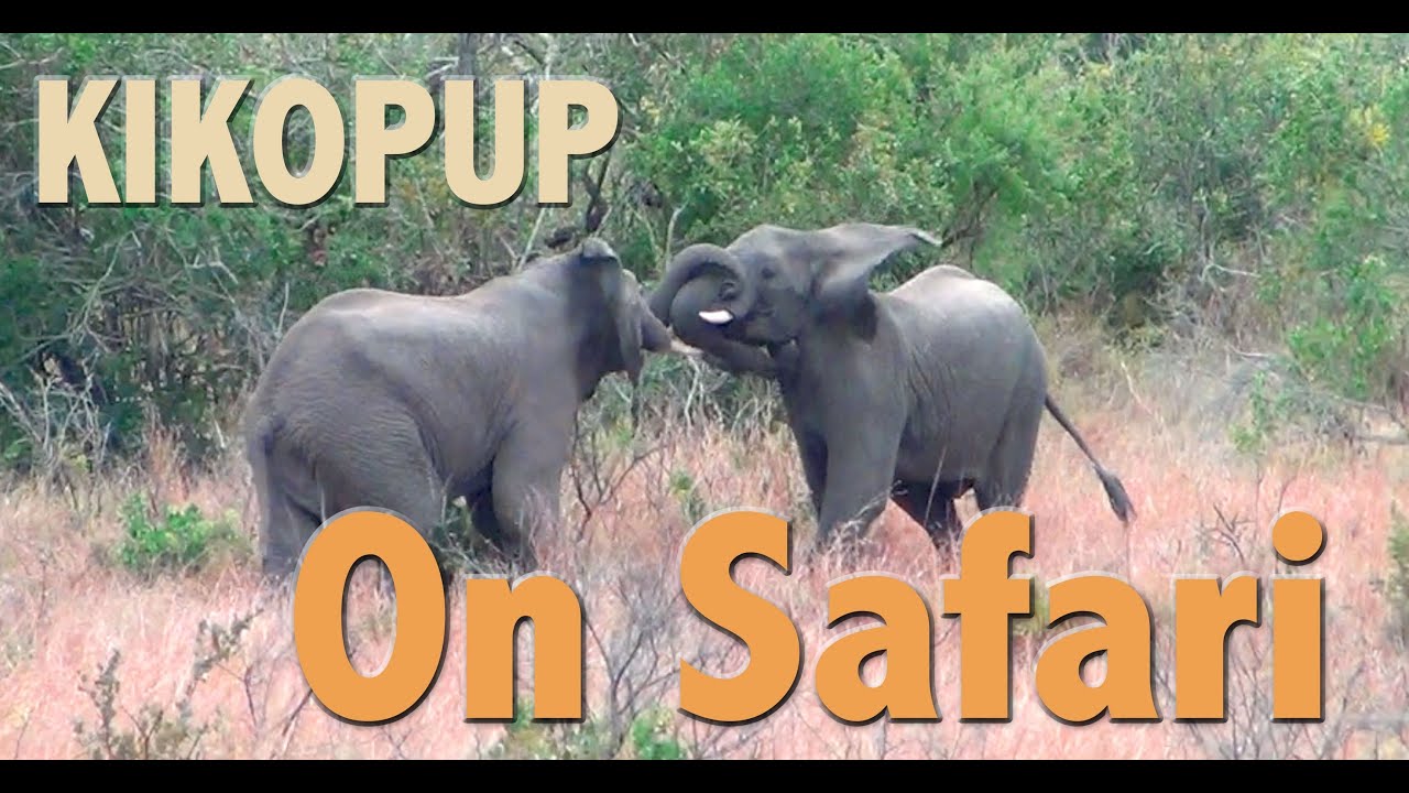 Kikopup On Safari Youtube 