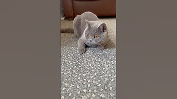 ABC Phonics Song with Two Words (ABCD) #learning #abc #childrensmusic #kids #animals #letters #toys