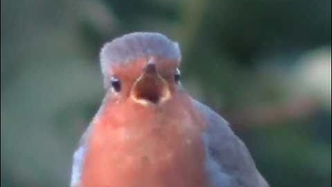 A Robin Singing