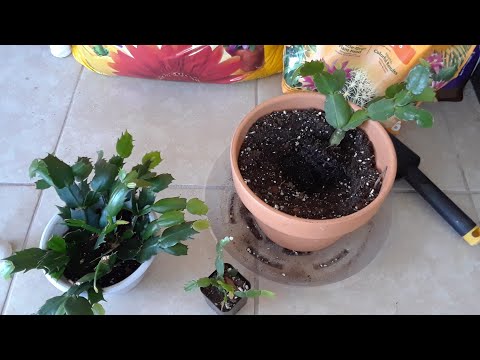 Transplanting my new Christmas Cactus into fresh succulent soil🌵