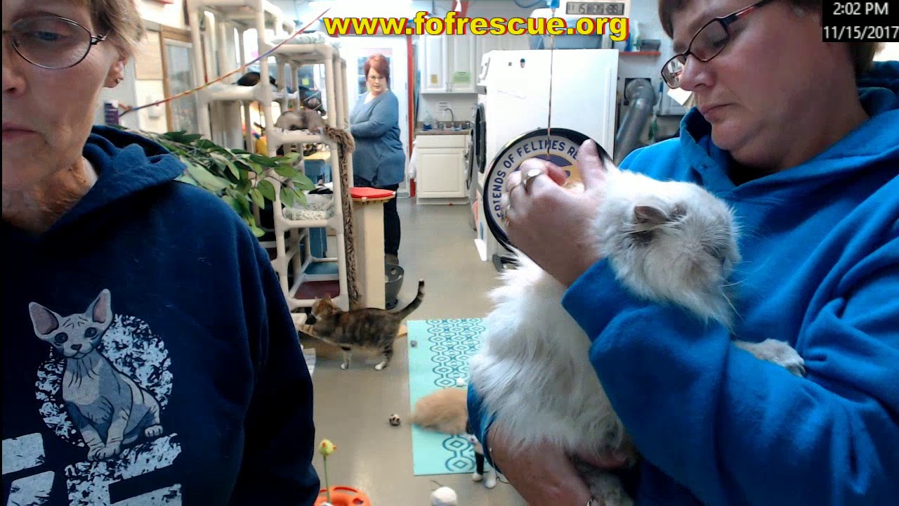 cage free vs organic eggs FFRC Adoption of Donovan on 11/15/2017