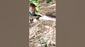 Bất ngờ rắn hổ hành ăn cả rắn cực độc cạp nong, cạp nia #shortvideo #thưgiãn