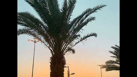 سعد البريك تلاوة من سورة الانبياء