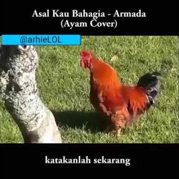 Video lucu!! Ayam nyanyi Asal kau bahagia