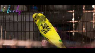 do budgies need light at night?