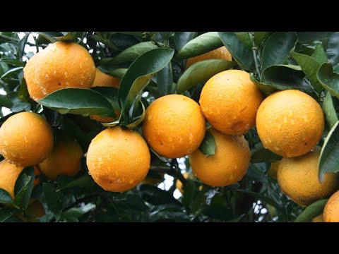 Vídeo: Laranja Cereja Africana