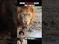 A lion runs away when confronted by a turtle 🐢🦁 But when a cat faces the same turtle, things change…