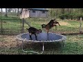 Goats jumping on trampoline