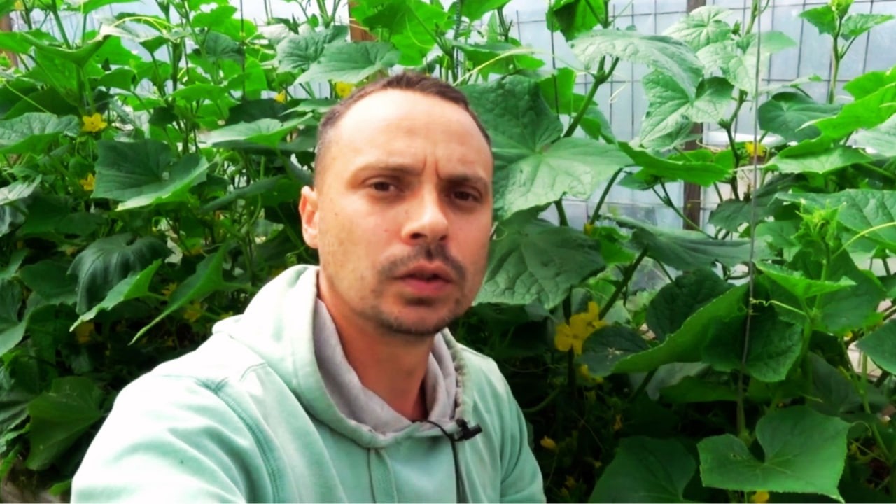 УВАГА! ВІД ЗЕРНЯТКА ДО ВІДПРАВКИ НА БАЗАР. ПОВНА ІНСТРУКЦІЯ ПО ВИРОЩУВАННЮ ОГІРКІВ.