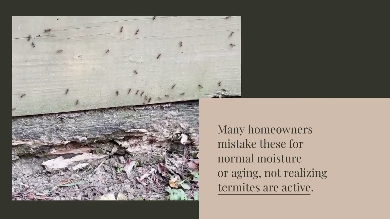 🐜 Think your Mississauga basement is safe from termites? Think again. | Pesticon.com