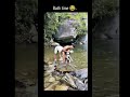 #ytshorts husky river lover bath time #minivlog #youtubeindia #love