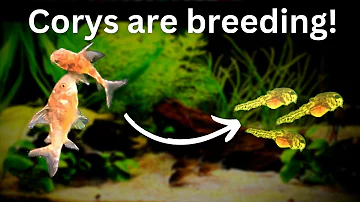 Easy Corydoras catfish breeding: Eggs to Cory Paleatus Fry!