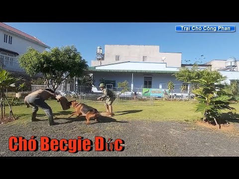 Chó Becgie Đức. Tập cắn, huấn luyện cơ bản Trại chó Công Phan. Gsd