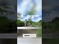 Amazing Harvest &amp; Moringa Tree Pruning Tutorial: Step by Step!