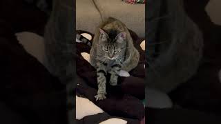 Tabby cat is furiously making biscuits on paw pillows. by My Pampered Kitties 551 views 3 weeks ago 1 minute, 2 seconds